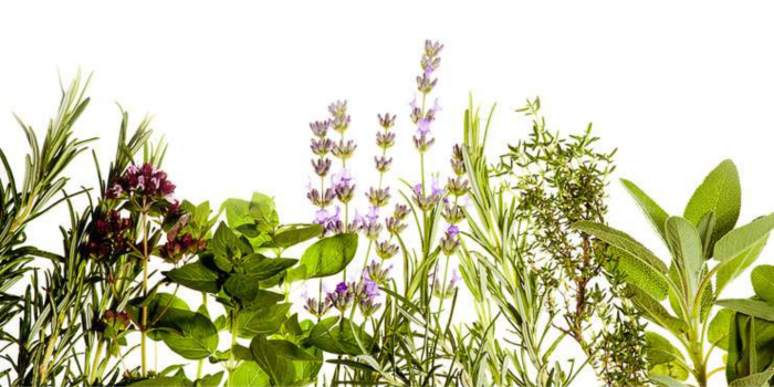 Verschiedene grüne Kräuter vor weißem Hintergrund.